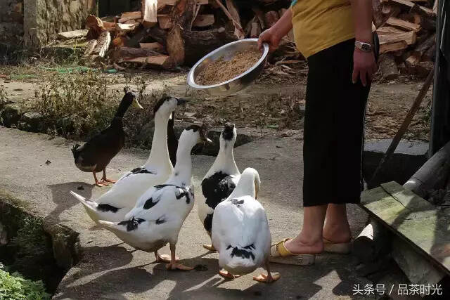 品茶时光｜鸭屎香，你一定要尝尝！