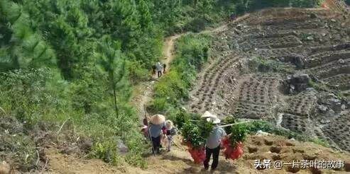 都说茶叶贵，你自己看看种茶人一天的生活吧