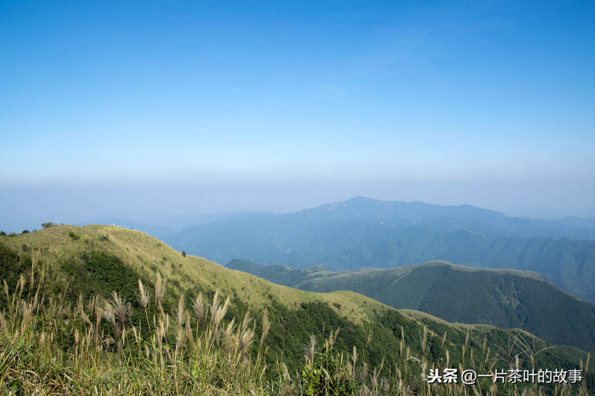 茶可独酌，也宜共饮