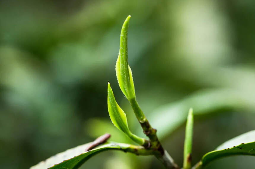 春茶 | 头采茶、头春茶？明前茶、雨前茶？这些都有什么区别