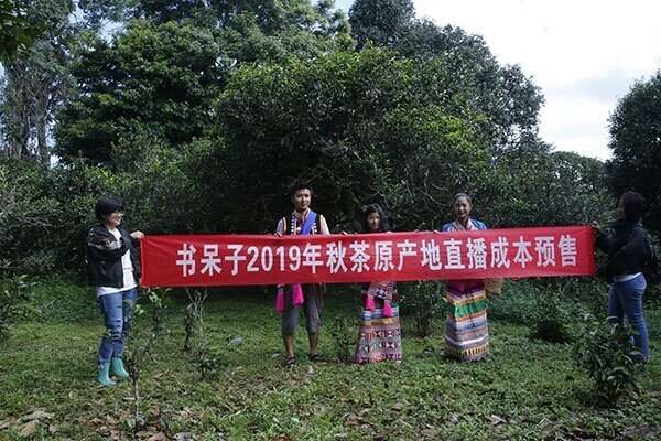 「游记」书呆子2019秋茶茶山行第五站贺开古茶山