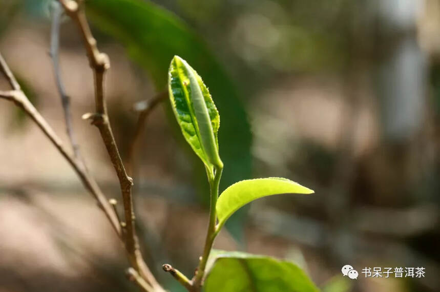 半价预售 | 昆明干仓十年陈，甜润浓厚，香韵皆具