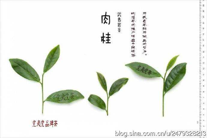 很多茶友初听肉桂以为是菜品｜错了