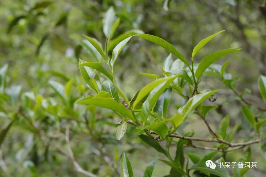 看完就能用，普洱茶会不会越陈越香可以这样看