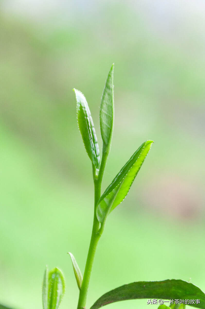 茶的名字就能看出是属于什么茶吗？