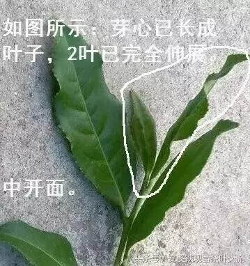 茶农爆料，怎么采摘，才能做出高档铁观音？