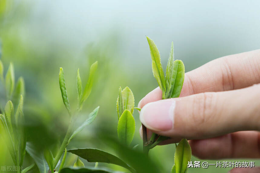 品茗文化源于生活