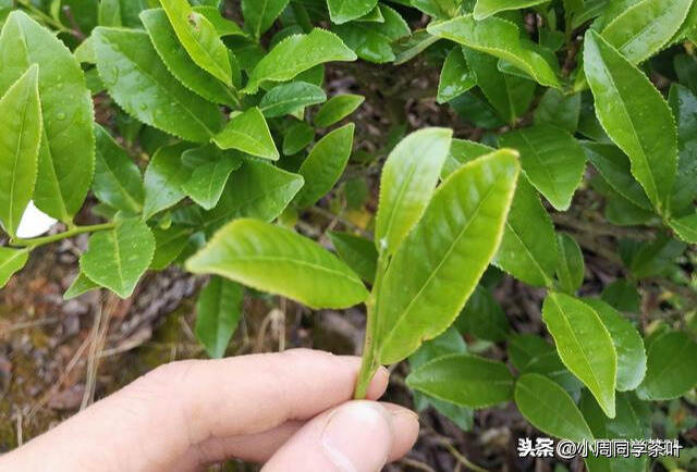 什么是岩茶的开面？武夷岩茶为什么要开面采？