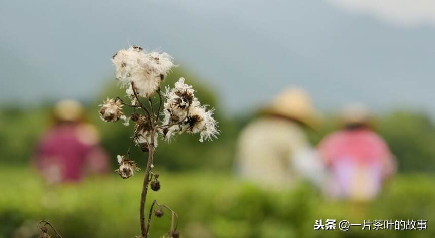 林清玄：喝一杯随心所欲的茶