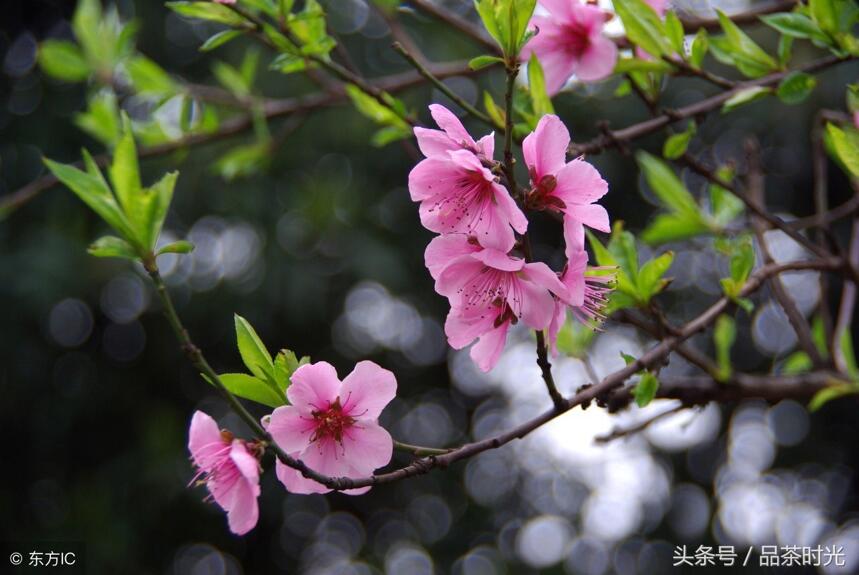 品茶时光｜这六种花茶孕妇一定不能喝