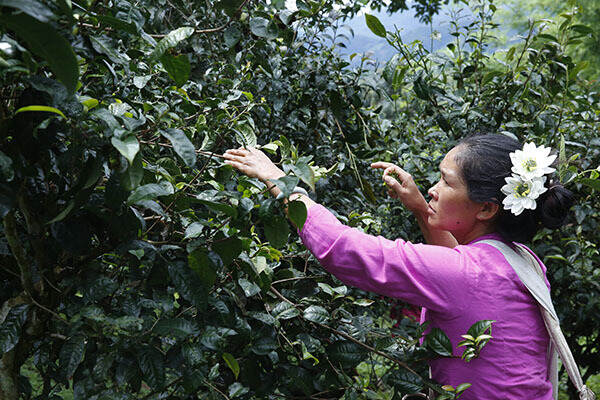 「游记」书呆子2019秋茶茶山行第二站景迈山