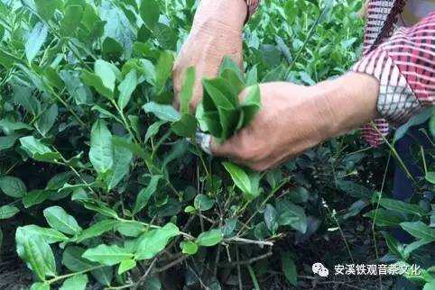 黄金有价茶无价：安溪铁观音的价格受哪些因素影响？