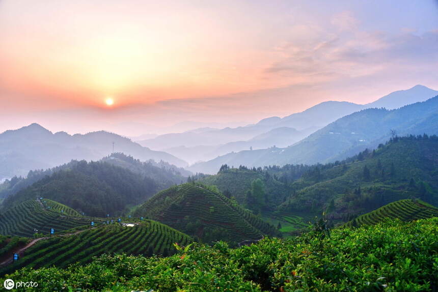 洗茶真的不科学？喝茶前必须要先洗茶吗？三分钟帮你搞定疑惑