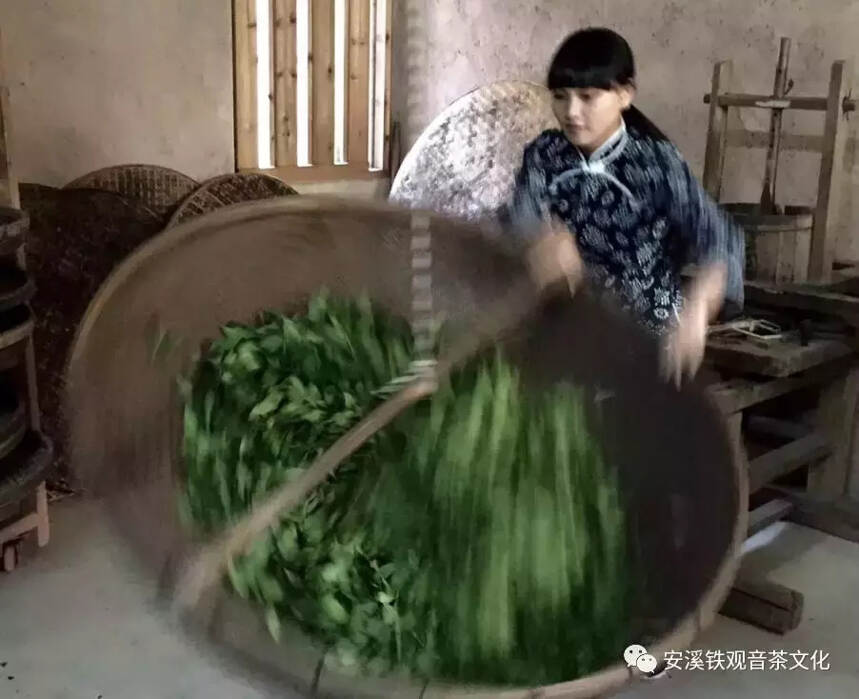 为什么爱茶人最终又抛弃了安溪铁观音呢？