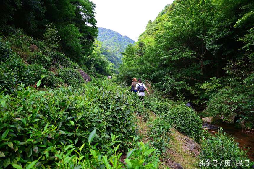 行走茶乡 | 寻找茶源，来一场说走就走的旅行！