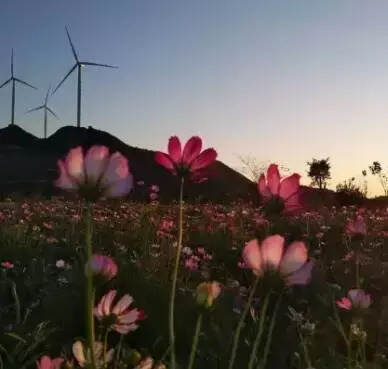 铁观音茶园格桑花开