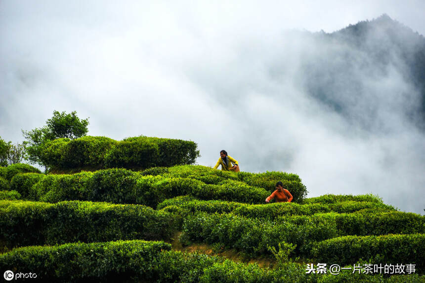 为何茶叶还分红茶和绿茶？