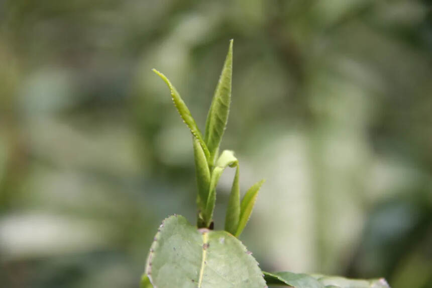 春茶 | 头采茶、头春茶？明前茶、雨前茶？这些都有什么区别