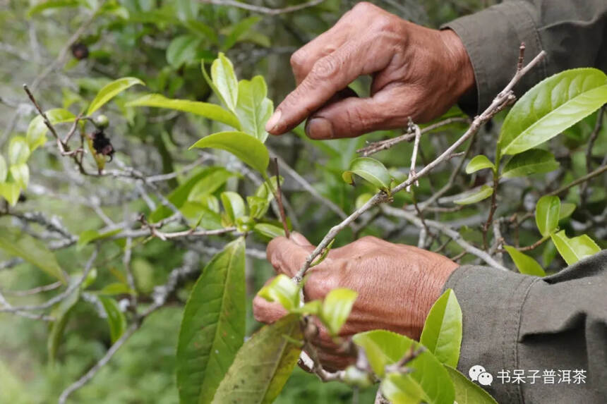 留心，它才是普洱茶中名副其实的两面派！答疑｜04