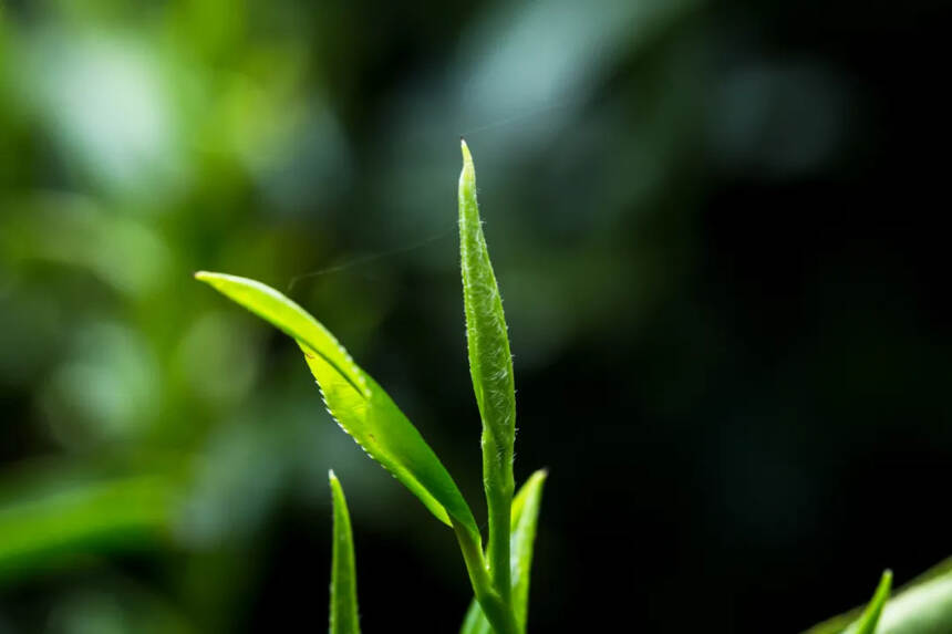 春茶 | 头采茶、头春茶？明前茶、雨前茶？这些都有什么区别