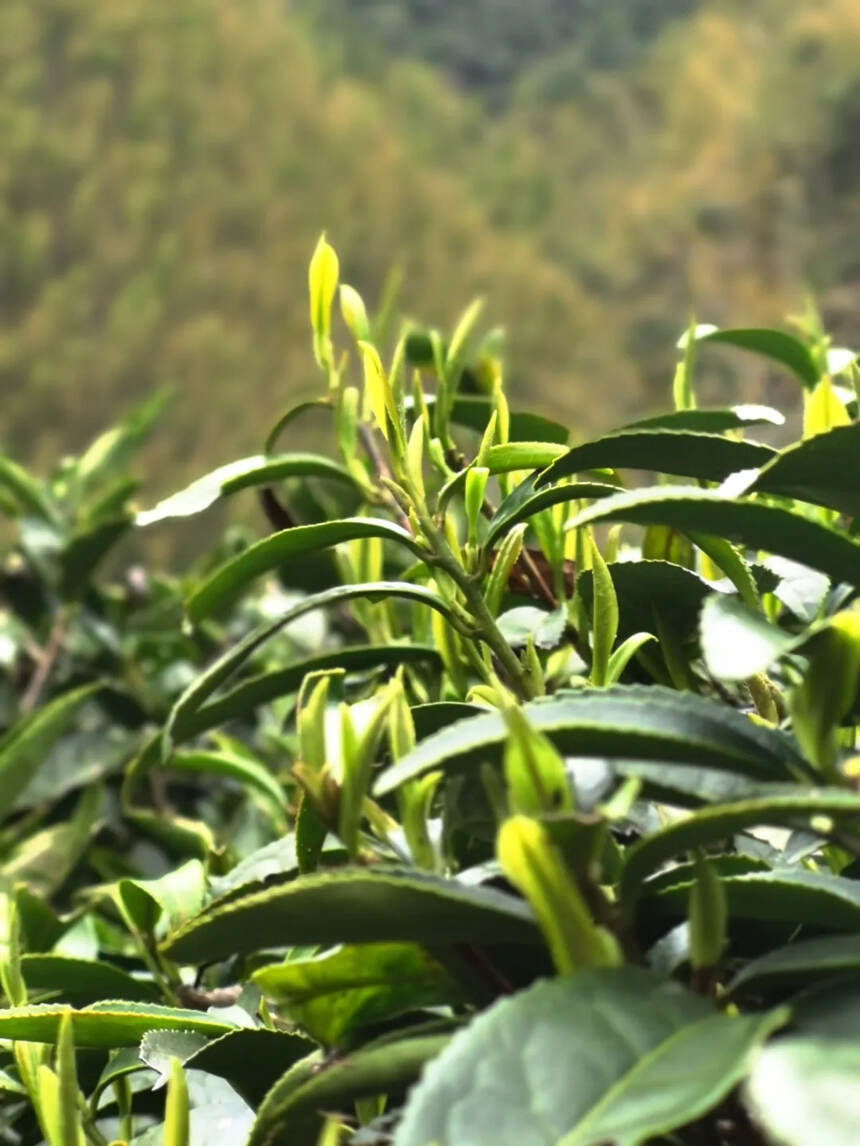 冷泡茶，摆脱温度束缚，享夏日别样清凉