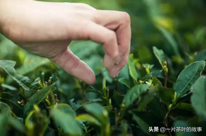 关于中国名茶，你必须知道的十大美丽传说