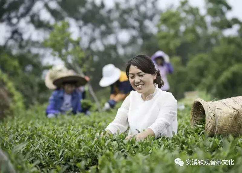 带你一起体验安溪茶园生活