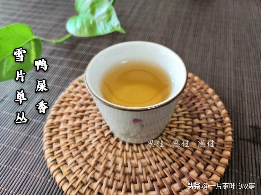 一篇文章告诉你，什么是雪片单丛