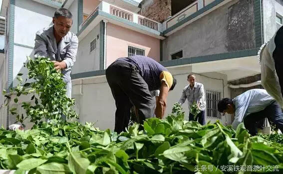 挥汗如雨制茶工，日薪四百仍紧缺，年轻人怕苦不愿入行