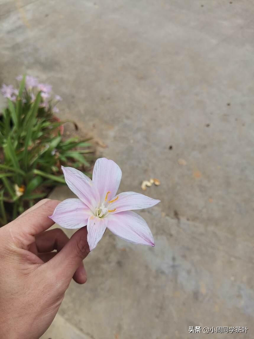 泡一杯肉桂茶，敬给屏幕前的你，也敬无限可能的光辉明天