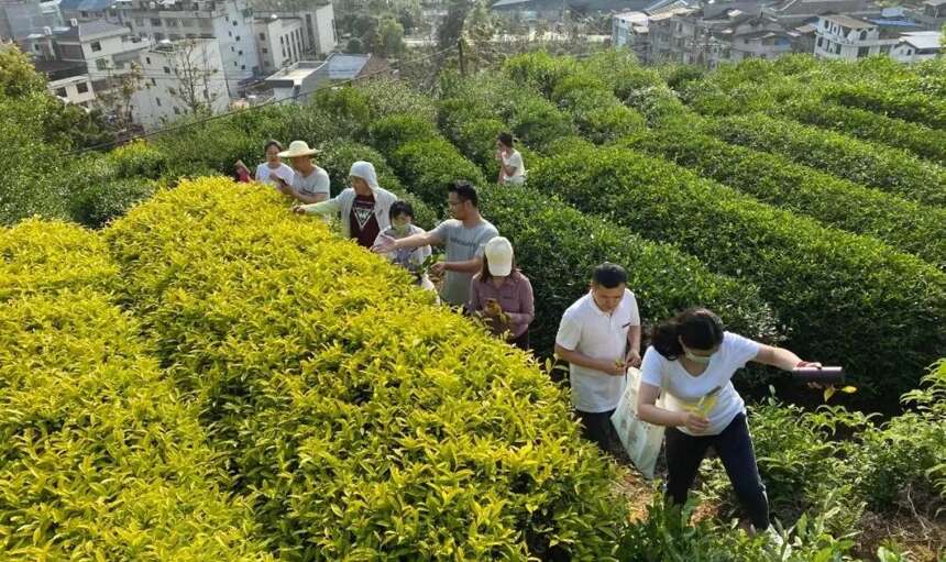 产地探源，名师授课，双证结业！去年火爆的红茶制茶师班限额报名