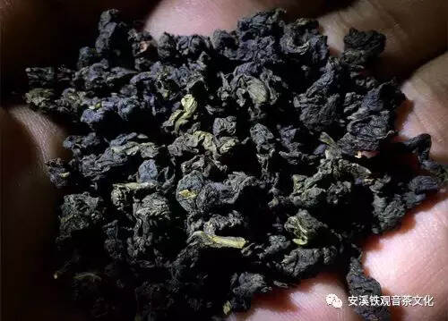 为什么爱茶人最终又抛弃了安溪铁观音呢？