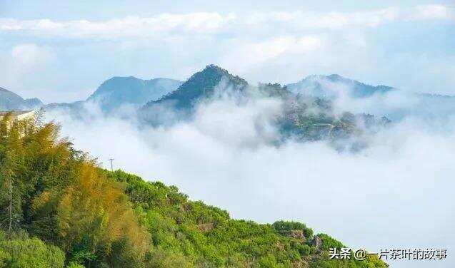 这盏茶，你中途放下 ，我却煮上年华