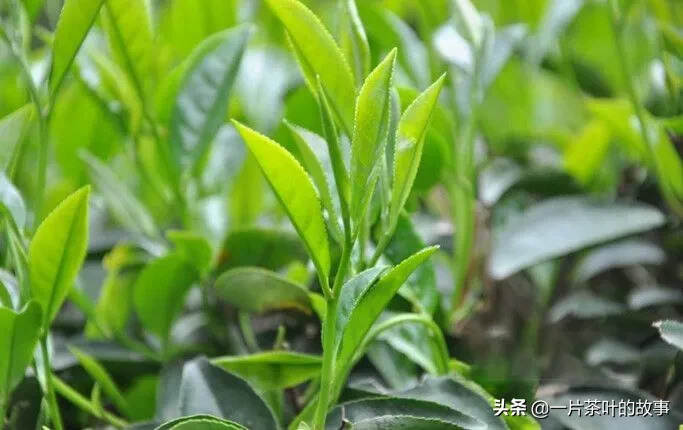 茶知识 ｜ 毛蟹，产于福建省安溪县大坪乡福美村