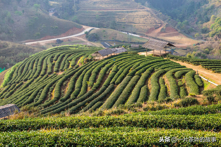 高山茶，凭什么成为茶友的挚爱？