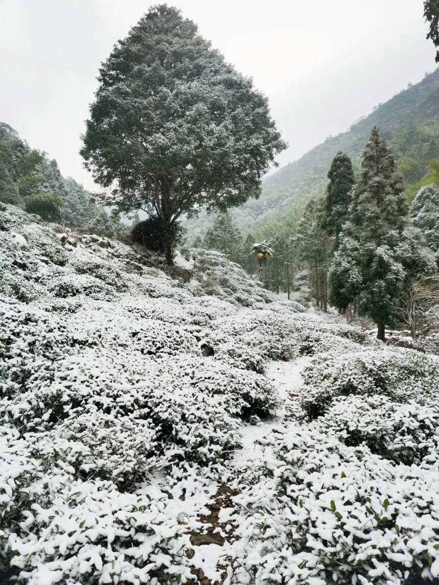 当桐木关的雪落成诗，今年武夷山的茶就更甜了