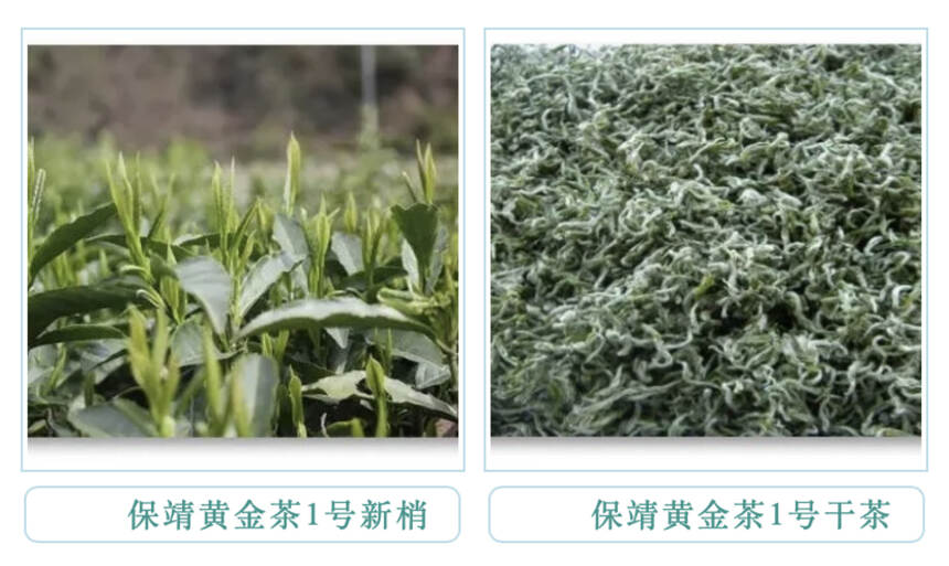 茶科普 | 你知道黄化茶和黄茶的区别吗？