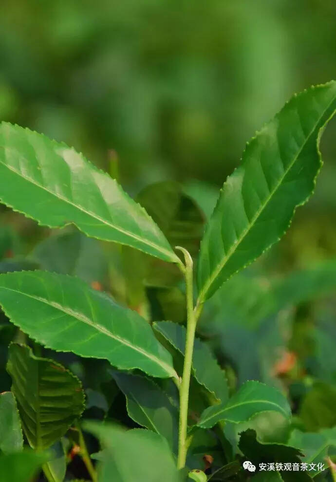 诞生于仙境月寨，茶香幽如栀子花：铁观音的“弟弟”——本山茶