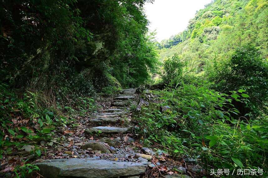 行走茶乡 | 寻找茶源，来一场说走就走的旅行！