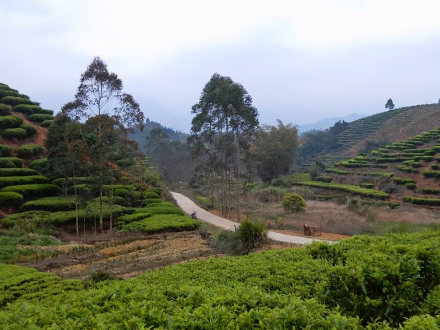 乌龙茶4大派系，你都了解吗？