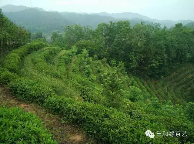 母爱是一杯最好喝的茶！