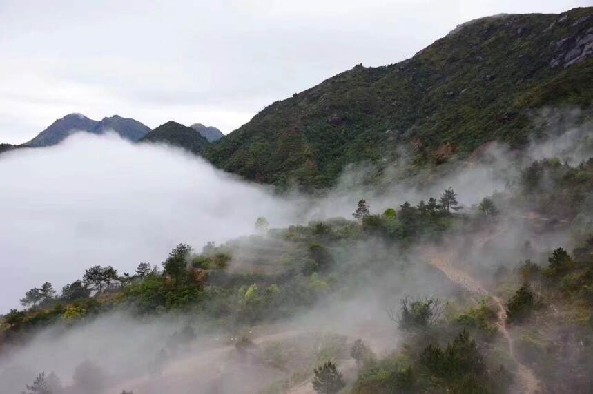 张馨予也觉得香味很特别，凤凰单丛茶是一种不知名却很好的茶叶