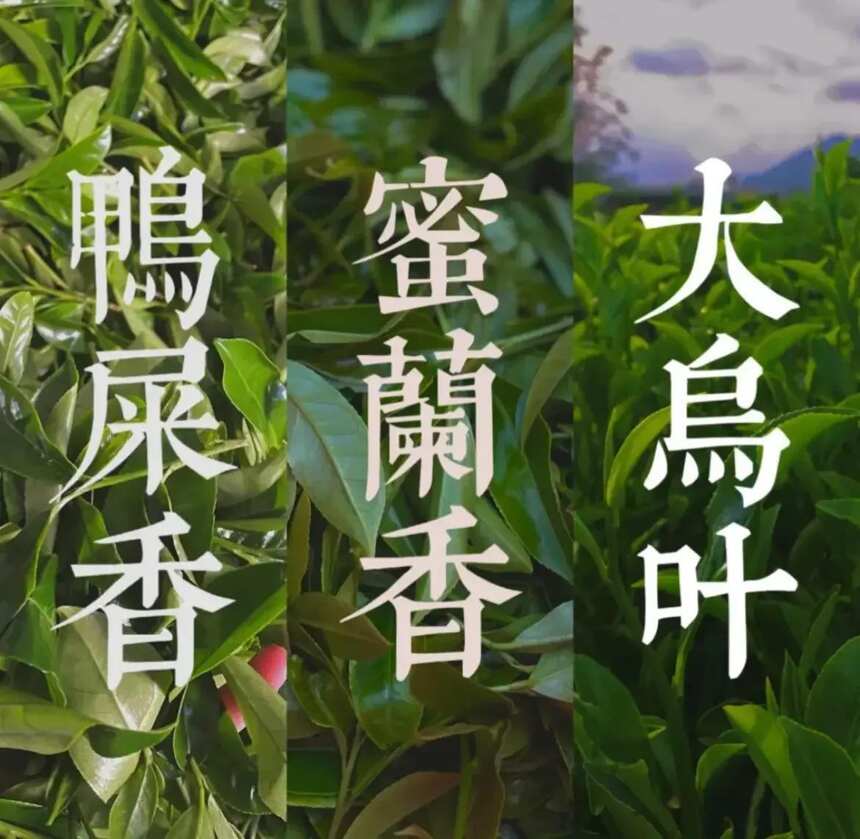 这茶香得让我觉得是不是加香精了！凤凰单丛茶为什么这么香？