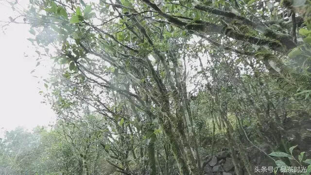 品茶时光｜鸭屎香，臭名昭著，却香得化骨酥魂