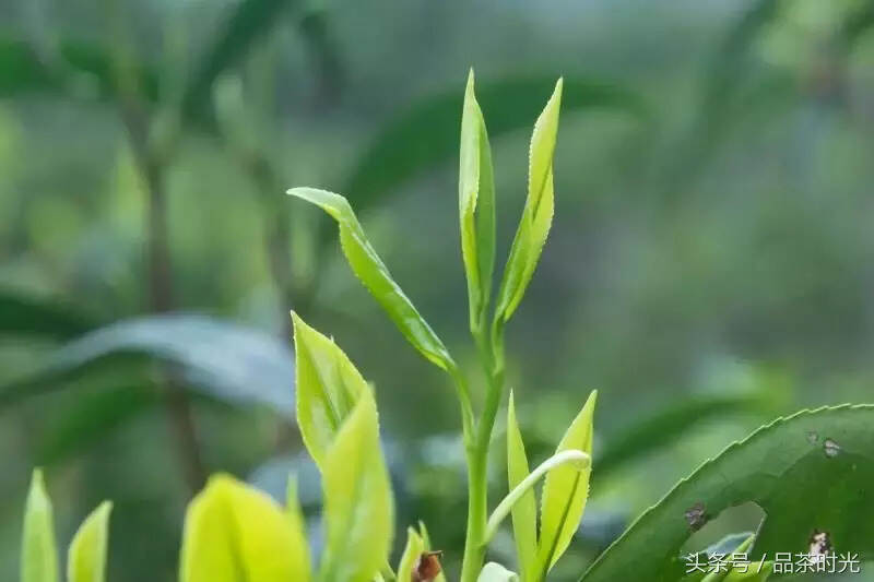 品茶时光｜丨趁春茶到来之时，赶紧了解一下“春茶”单丛