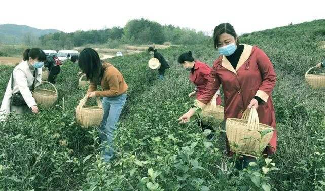 茶山日记04：老君眉加持，“软弱涣散村”逆袭