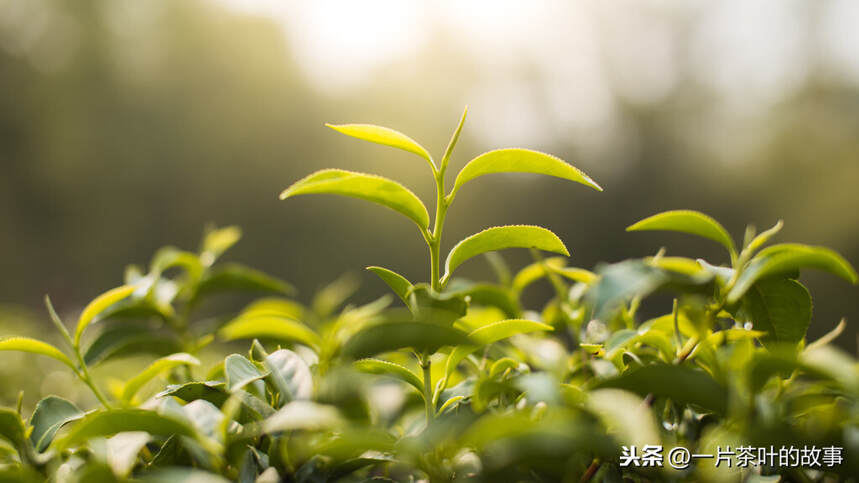 一篇文章说明白世界红茶、中国红茶、等级划分、制作工艺的分类