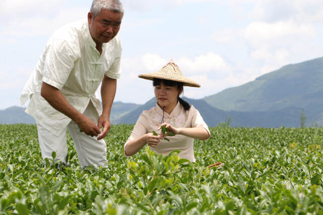 科普：关于茶的6大基本常识