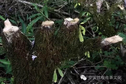 乌龙茶的冬季品种繁育五法