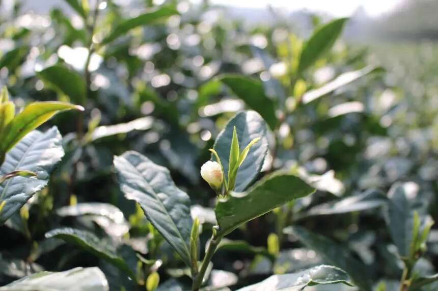 「说茶小知识」茶芽萌发知多少